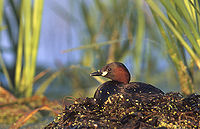 Dodaars (Tachybaptus ruficollis)