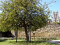 Replacement of the Glastonbury or Holy Thorn cut down by vandals in 2010