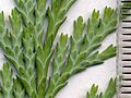 Image 42Cupressaceae: scale leaves of Lawson's cypress (Chamaecyparis lawsoniana); scale in mm (from Conifer)