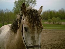 Photo de la tête d'un cheval de face, les crins bouclés.