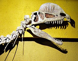 Dilophosaurus kranie