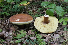 Gyroporus castaneus (Gyroporaceae).