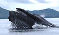 Image 73Humpback whale straining krill (from Marine food web)