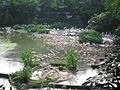 Flamingosee im Jurong Bird Park