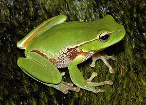 Leaf Green Tree Frog