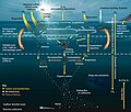 Image 90The pelagic food web, showing the central involvement of marine microorganisms in how the ocean imports nutrients from and then exports them back to the atmosphere and ocean floor (from Marine food web)