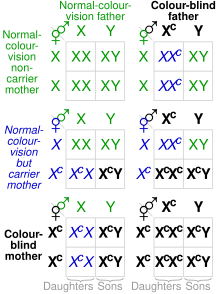 Gráfico que muestra las probabilidades de combinaciones genéticas y los resultados del daltonismo rojo-verde