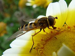 Syrphus ribesii , sa karakterističnim obilježjima dvokrilaca: velike oči s, male antene, usisni usni aparat, jedan par letećih krila i zadnja krila reducirana na haltere