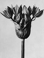 Knoblauchpflanze (Allium ostrowskianum)
