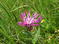 Centaurea nervosa