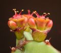 Cymes simples d'Euphorbia opuntioides avec des cyathes latéraux à l'état de bourgeon.