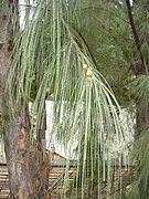 Casuarina equisetifolia.