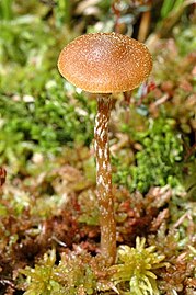 Galerina paludosa