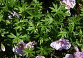 Raudonžiedis snaputis (Geranium sanguineum)