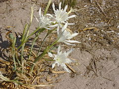 Giglio marino