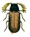 Ptilinus pectinicornis