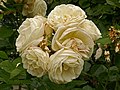 Rose 'Artemis'