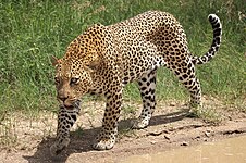 Leopard (Panthera pardus)