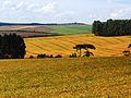 Image 58Brazil is the largest producer and exporter of soybeans in the world. Farm in Southern Brazil. (from Economy of Brazil)