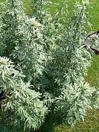 Vērmele (Artemisia absinthium)