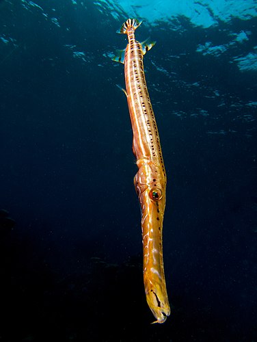 Флейторыл (Aulostomus maculatus)