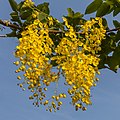 Cassia fistula