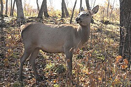 căprioară wapiti (Cervus canadensis)