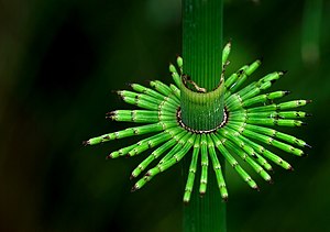 Equisetum pratense