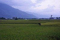 Reisfelder in Guanshan
