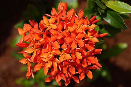 Red mini Ixora