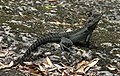 Gippsland Water Dragon, Physignathus lesueurii howittii