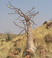 Pachypodium lealii