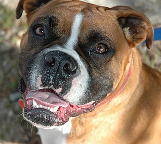 A fawn Boxer head