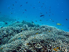 Coral reef near Aka island