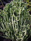 pylvästyräkki (Euphorbia trigona)