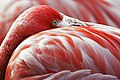 Image 38The red pigment in a flamingo's plumage comes from its diet of shrimps, which get it from microscopic algae. (from Animal coloration)