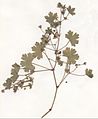 Geranium rotundifolium