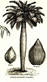Gravure scientifique montrant un stipe de grosseur inégale avec de part et d'autre du palmier son fruit, également gravé, avec écorce à droite et noix sans écorce à gauche.