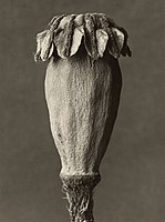 Papaver orientalis, 1928 – 1932