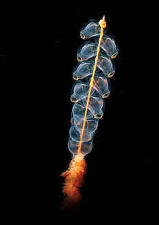 Un siphonophore (Marrus orthocanna) dans la mer de Beaufort (océan Arctique). (définition réelle 4 500 × 6 750)