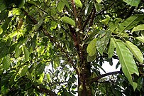 Tropical tree with large green leaves