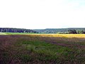 The Holzstöcke in the valley of the Weihung, north of the hamlet of Grubach