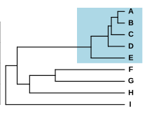 Schematic phylogram with nine species, five of which form a group with short branches, separated from the others by a long branch
