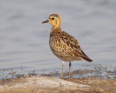 Pacific golden plover