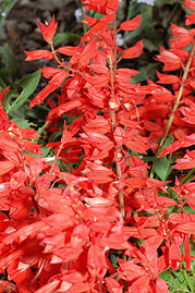 Salvia splendens