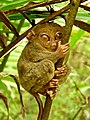 Tarsier