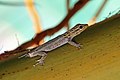 Image 31White-headed dwarf gecko