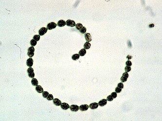 Anabaena flos-aquae