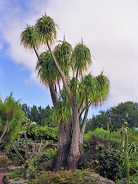 Huiskupullojukka Beaucarnea recurvata.