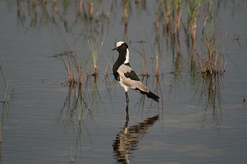 In the Okavango Delta, Botswana